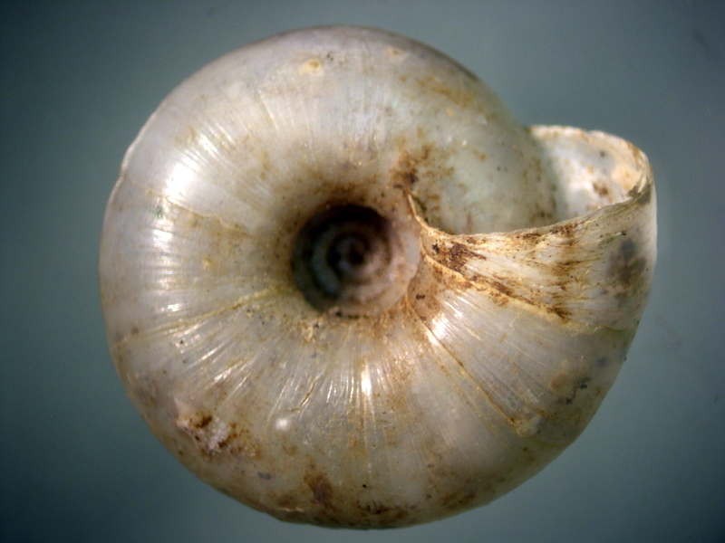 Aegopis gemonensis  (Férussac, 1832)